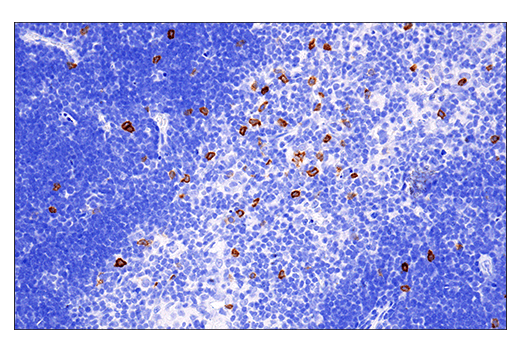 Immunohistochemistry Image 1: NK1.1/CD161 (E6Y9G) Rabbit mAb (BSA and Azide Free)