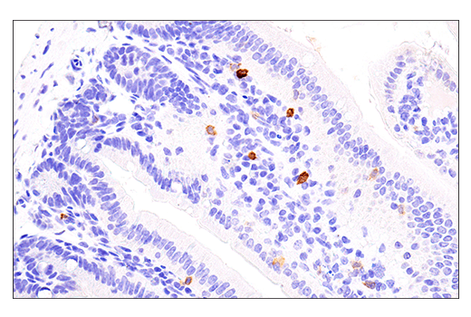 Immunohistochemistry Image 2: NK1.1/CD161 (E6Y9G) Rabbit mAb (BSA and Azide Free)