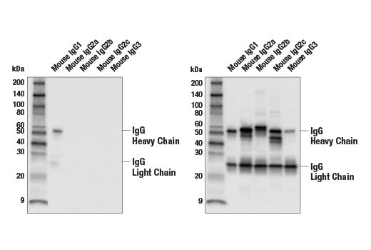 Western Blotting Image 1: Goat Anti-Mouse IgG1 Antibody (Biotin Conjugate)