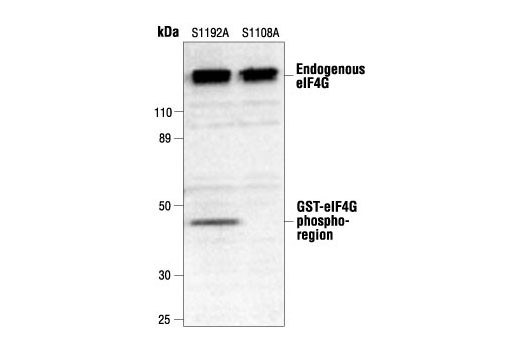 Western Blotting Image 1: Phospho-eIF4G (Ser1108) Antibody