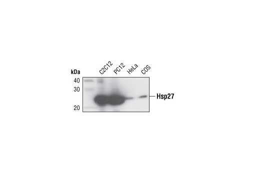 Western Blotting Image 1: HSP27 Antibody