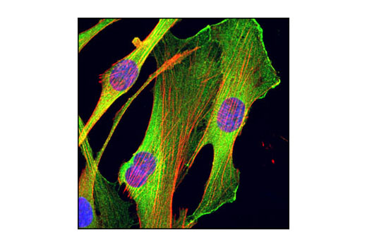 Immunofluorescence Image 1: HSP27 Antibody