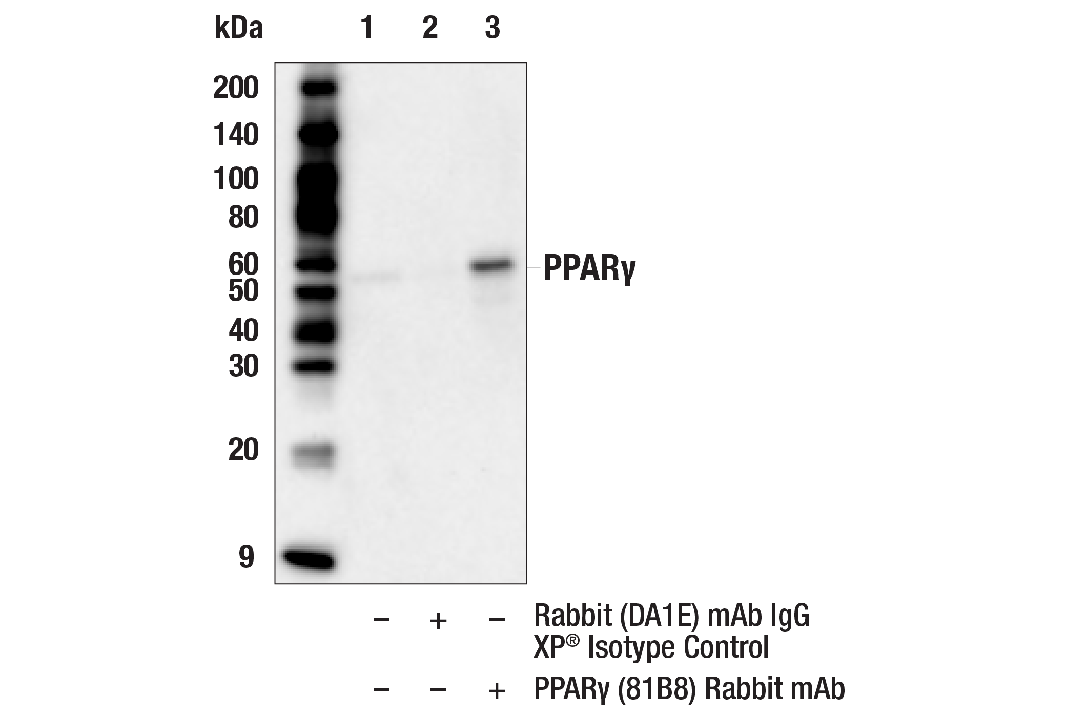 Immunoprecipitation Image 1: PPARγ (81B8) Rabbit mAb