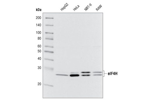 Western Blotting Image 1: eIF4H Antibody