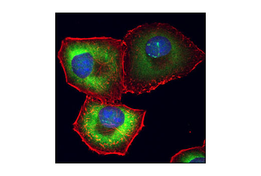 Immunofluorescence Image 1: eIF4H Antibody