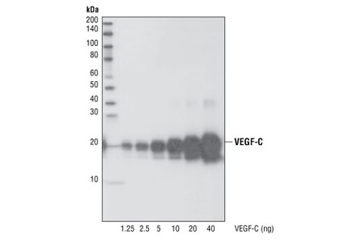 Western Blotting Image 1: VEGF-C Antibody