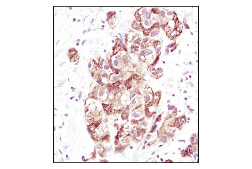 Immunohistochemistry Image 1: PDI Antibody