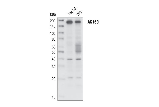 Western Blotting Image 1: AS160 Antibody