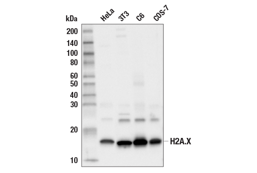 Western Blotting Image 1: Histone H2A.X (D17A3) XP® Rabbit mAb (BSA and Azide Free)