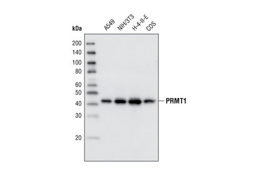 Western Blotting Image 1: PRMT1 (F339) Antibody