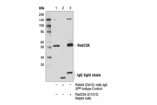 Immunoprecipitation Image 1: Rad23A (D7U7Z) Rabbit mAb
