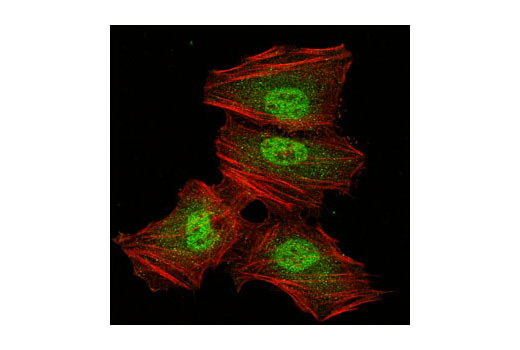 Immunofluorescence Image 1: PSMA2 Antibody