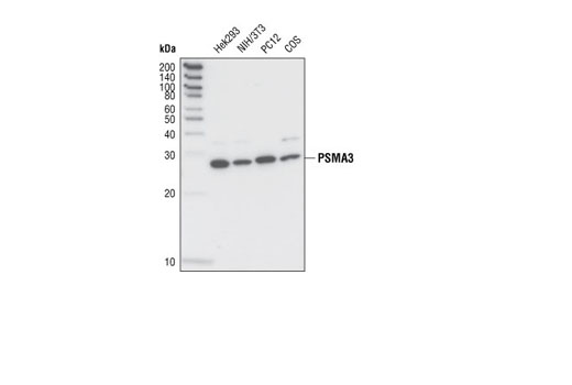 Western Blotting Image 1: PSMA3 Antibody