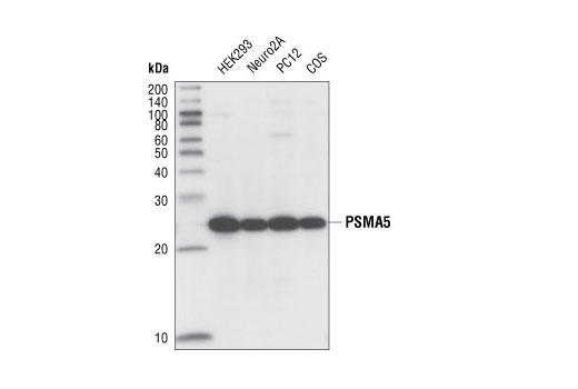 Western Blotting Image 1: PSMA5 (K231) Antibody
