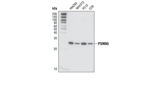 Western Blotting Image 1: PSMA5 (T14) Antibody