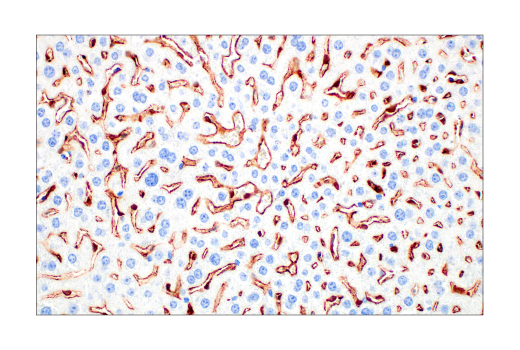 Immunohistochemistry Image 1: CD206/MRC1 (E6T5J) XP® Rabbit mAb