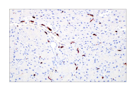 Immunohistochemistry Image 9: CD206/MRC1 (E6T5J) XP® Rabbit mAb