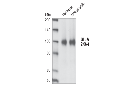 Western Blotting Image 1: AMPA Receptor (GluA2/3/4) Antibody