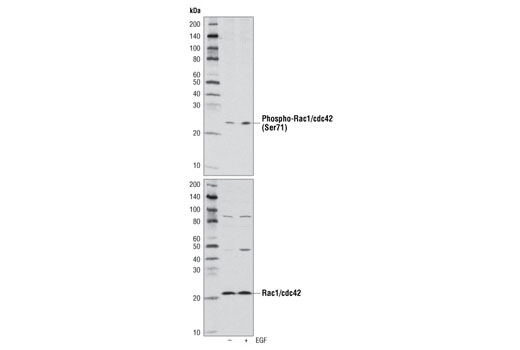 Western Blotting Image 1: Phospho-Rac1/cdc42 (Ser71) Antibody