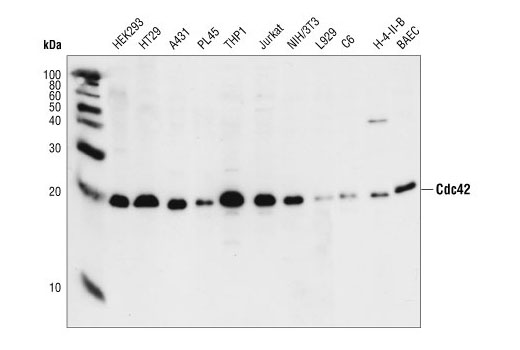 Western Blotting Image 1: Cdc42 Antibody