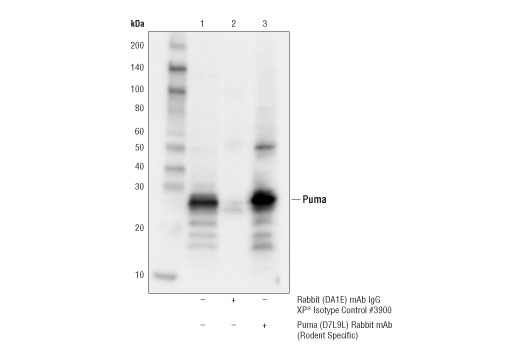 puma cell signaling 4976