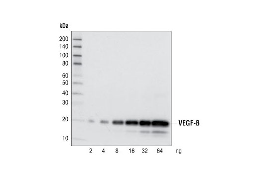 Western Blotting Image 1: VEGF-B Antibody