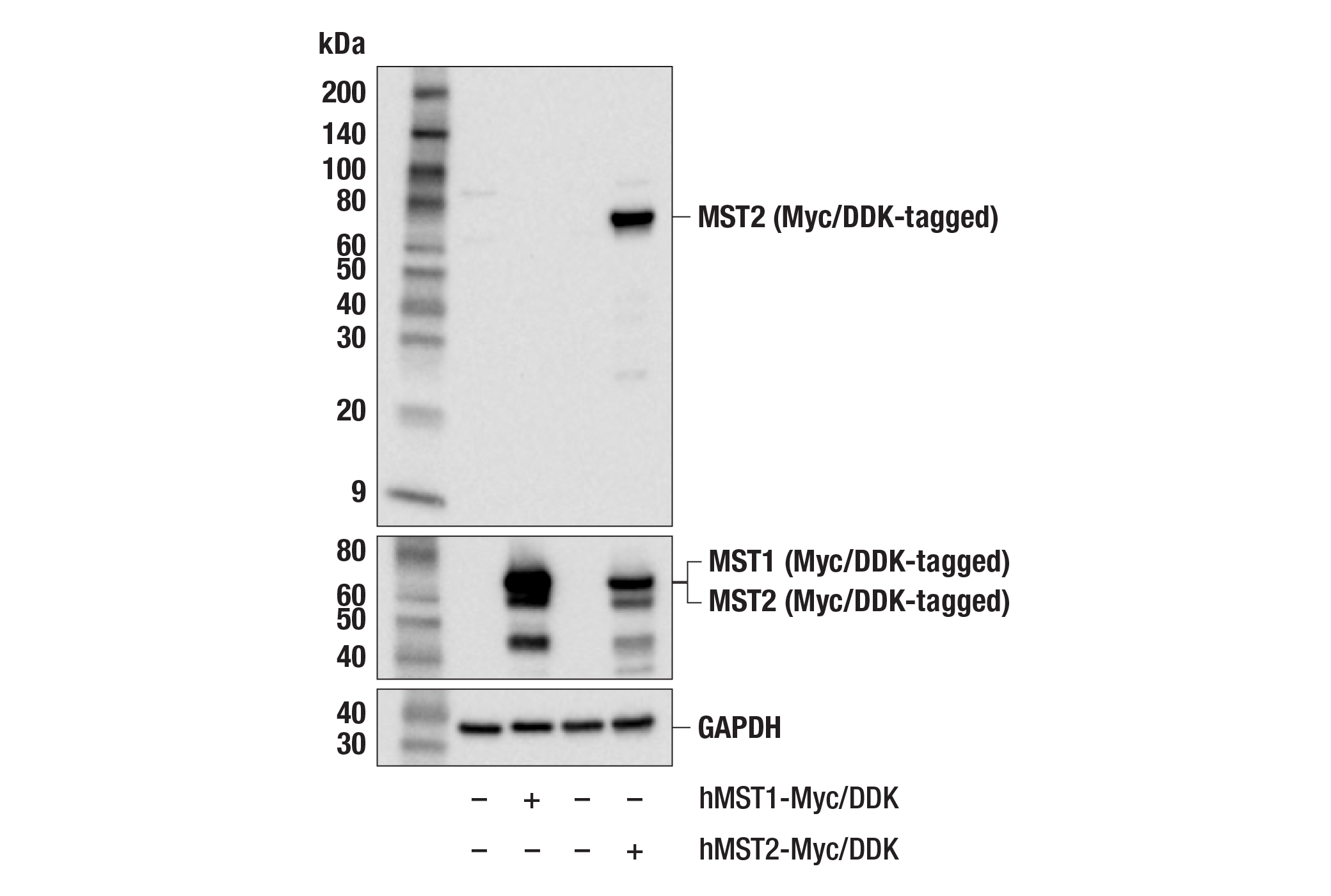 Western Blotting Image 2: MST2 (F4C3I) Rabbit Monoclonal Antibody