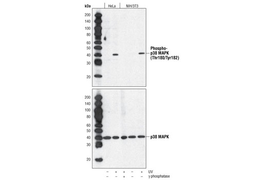 Western Blotting Image 1: Phospho-p38 MAPK (Thr180/Tyr182) (28B10) Mouse mAb (BSA and Azide Free)