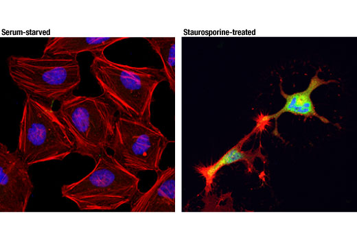 Immunofluorescence Image 1: Cleaved Caspase-9 (Asp315) (D8I9E) Rabbit mAb (BSA and Azide Free)
