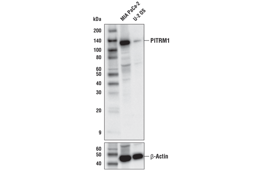 Western Blotting Image 1: PITRM1 Antibody