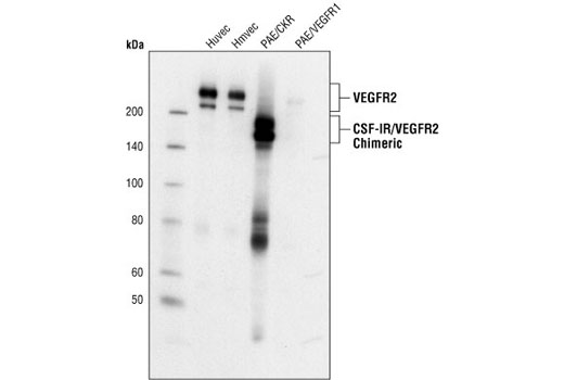 Western Blotting Image 1: VEGF Receptor 2 (55B11) Rabbit mAb