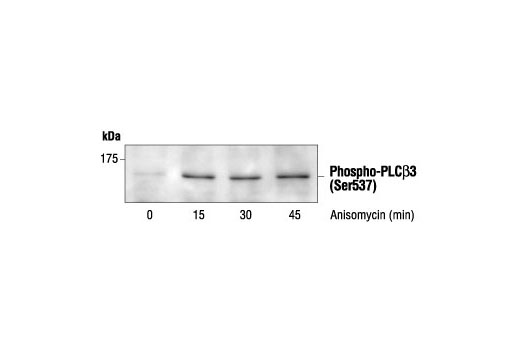 Western Blotting Image 1: Phospho-PLCbeta3 (Ser537) Antibody