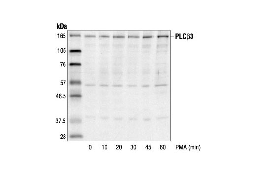 Western Blotting Image 1: PLCbeta3 Antibody