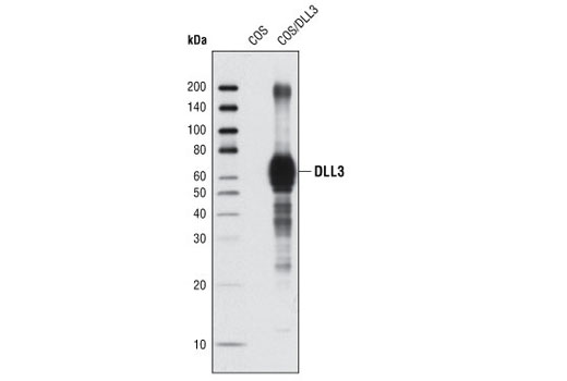 Western Blotting Image 1: DLL3 (G93) Antibody