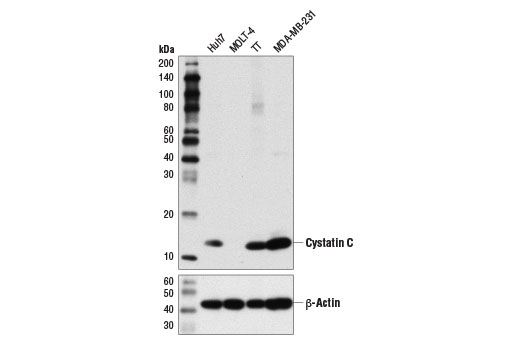 Western Blotting Image 1: Cystatin C (D6U3E) Rabbit mAb