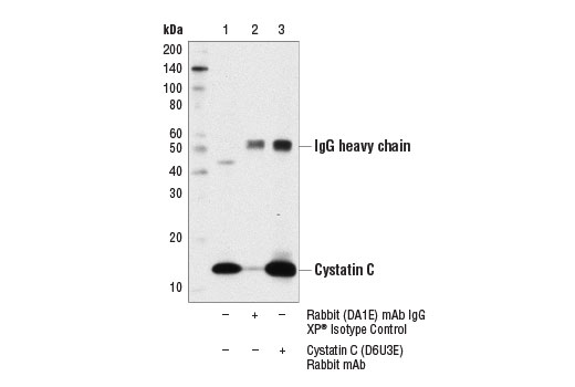 Immunoprecipitation Image 1: Cystatin C (D6U3E) Rabbit mAb