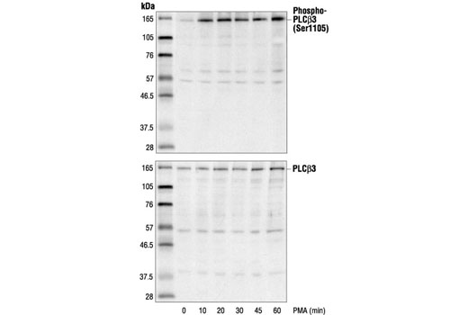 Western Blotting Image 1: Phospho-PLCbeta3 (Ser1105) Antibody