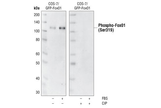 Western Blotting Image 1: Phospho-FoxO1 (Ser319) Antibody