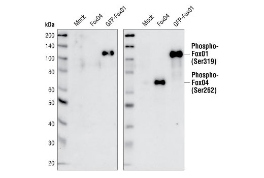 Western Blotting Image 2: Phospho-FoxO1 (Ser319) Antibody