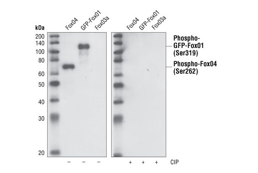 Western Blotting Image 1: Phospho-FoxO1 (Ser319)/FoxO4 (Ser262) Antibody