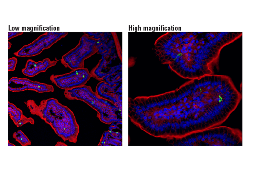 Immunofluorescence Image 1: PYY (D1K3Q) Rabbit mAb