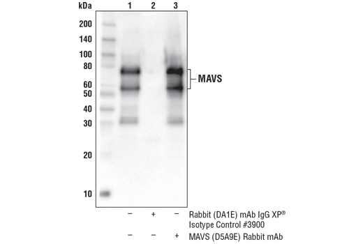Immunoprecipitation Image 1: MAVS (D5A9E) Rabbit mAb