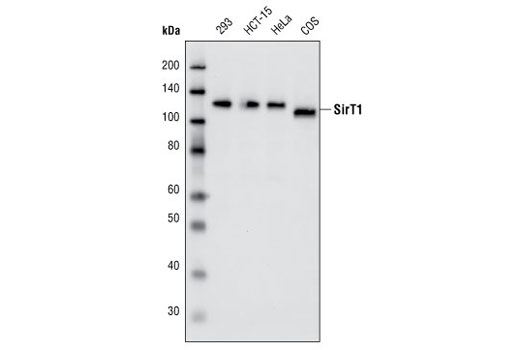 Western Blotting Image 1: SirT1 (D739) Antibody