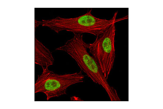 Immunofluorescence Image 1: SirT1 (D739) Antibody