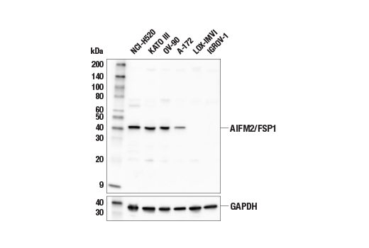 Western Blotting Image 1: AIFM2/FSP1 Antibody