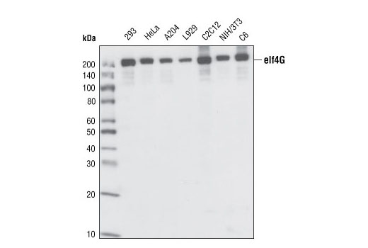 Western Blotting Image 1: eIF4G Antibody
