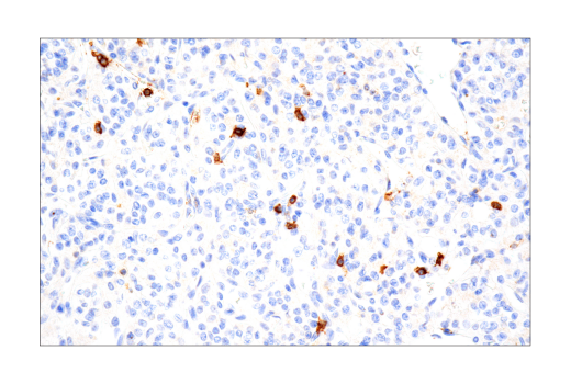 Immunohistochemistry Image 1: B3GAT1 (NK-1) Mouse mAb