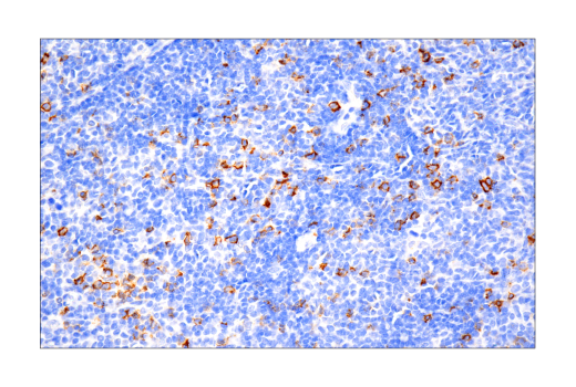 Immunohistochemistry Image 2: B3GAT1 (NK-1) Mouse mAb