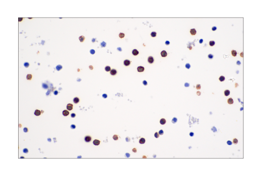 Immunohistochemistry Image 4: B3GAT1 (NK-1) Mouse mAb