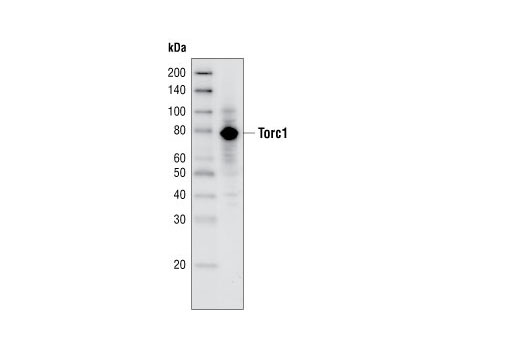 Western Blotting Image 1: TORC1/CRTC1 Antibody